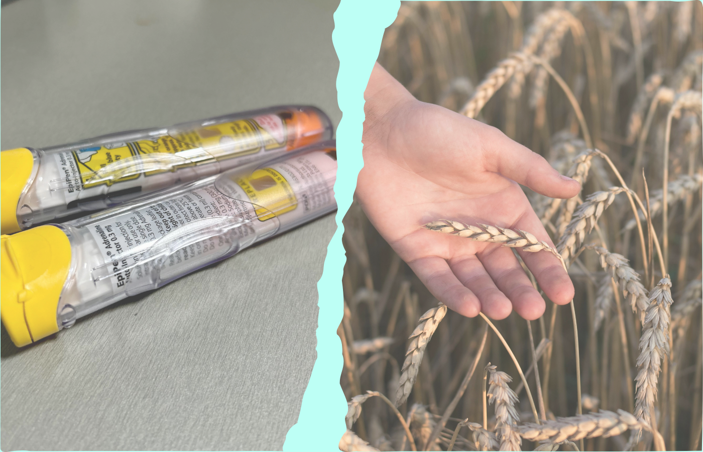 Read more about the article The Big Differences Between Coeliac Disease and Allergies